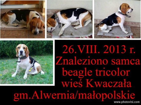 Znaleziono samca beagle tricolor ok. Alwernii